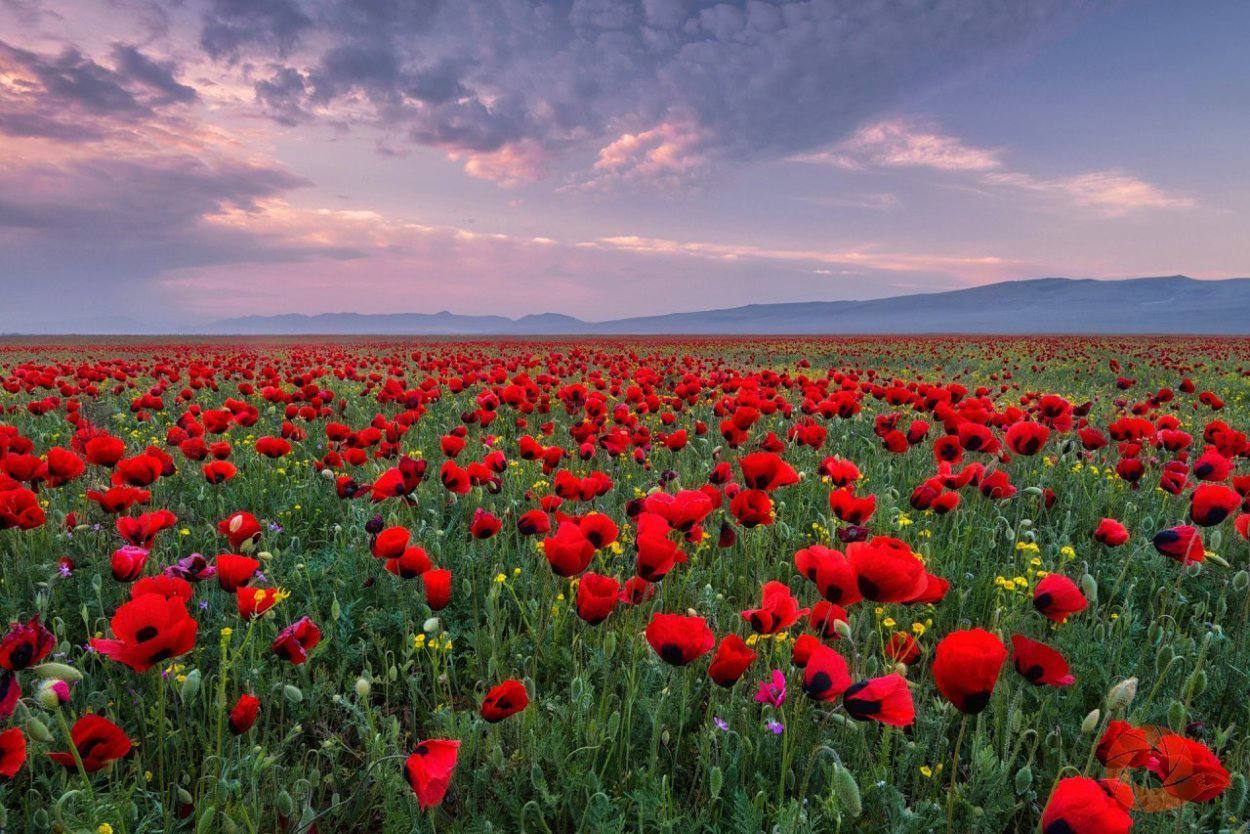 Россияне мечтают увидеть маковые поля в Дагестане